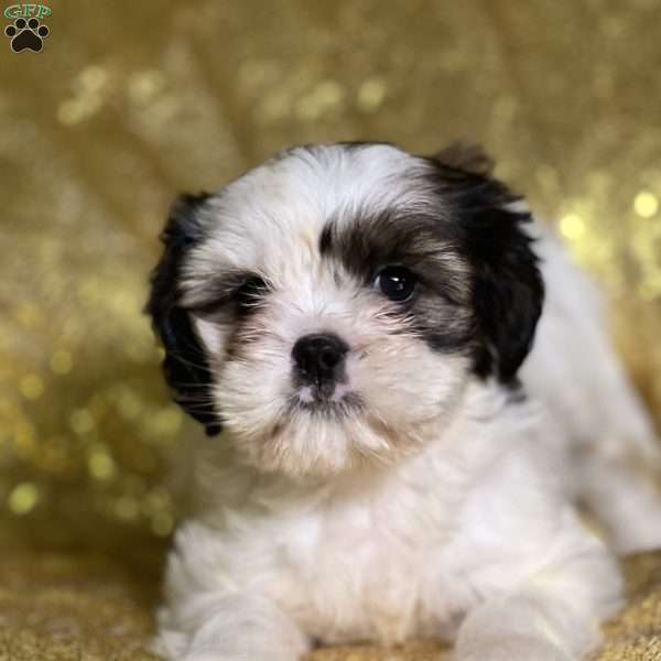 Harlow, Cava-Tzu Puppy